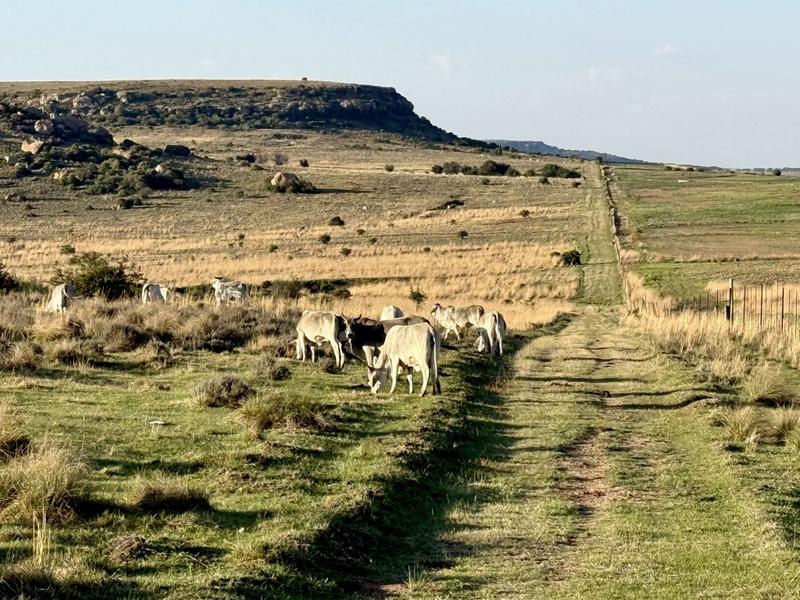 20 Bedroom Property for Sale in Paul Roux Free State